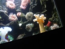 AquariumMarch 038